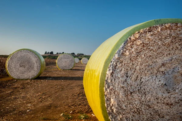 Pamuk tarlasında büyük balyalar dolusu pamuk. Hasat. İsrail Ashkelon Ekim 2021