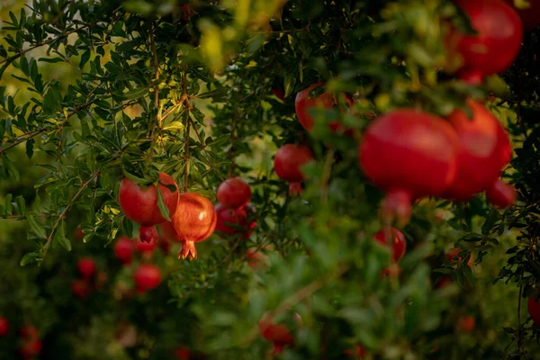 Ogród Granatów Czerwone Soczyste Owoce Granatu Wiszą Drzewie Bliski Wschód — Zdjęcie stockowe