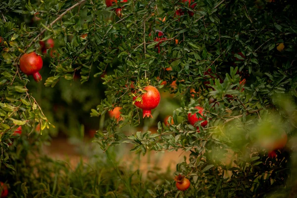 Granaatappeltuin Rode Sappige Granaatappelvruchten Hangen Aan Boom Midden Oosten Israël — Stockfoto