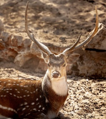 Şehir Hayvanat Bahçesi, İsrail Ashdod Ağustos 2021
