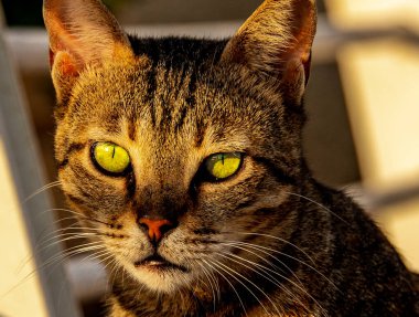 Bengal cat outdoors in the rays of the setting sun. Beautiful portrait of a cat in nature.