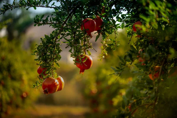 Jardín Granadas Del Árbol Cuelgan Frutos Rojos Jugosos Granada Oriente — Foto de Stock