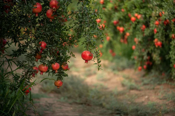 Pomegranate Garden Red Juicy Pomegranate Fruits Hang Tree Middle East — Stock Photo, Image