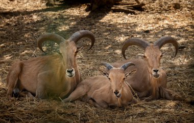 Üç dağ keçisinden oluşan bir aile yerde dinleniyor. İsrail Ashdod Ağustos 2021