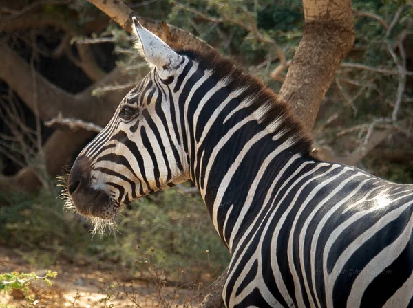 Portrait of a zebra on a background of forest trees. Israel Ashdod September 2021