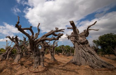 Çok eski, muhteşem zeytin ağaçları. İsrail Şubat 2022