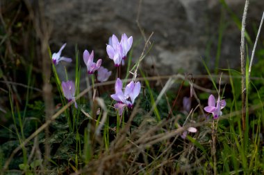 İsrail Ormanı 'nda ilk siklamens (orman menekşeleri), Ocak 2022