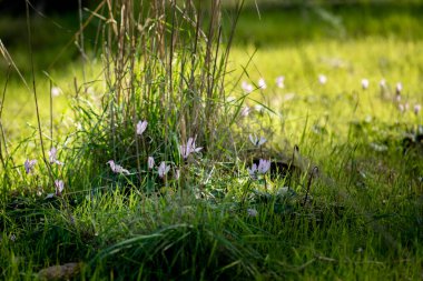 İsrail Ormanı 'nda ilk siklamens (orman menekşeleri), Ocak 2022