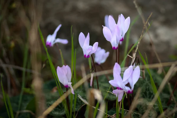 First Cyclamens Forest Violets Israel Forest January 2022 — Stock Photo, Image