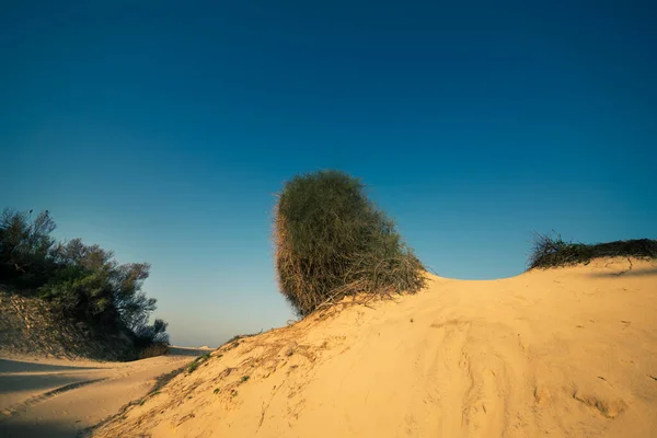 Израильская Дюна Желтый Песок Зеленая Растительность Ашкелон Израиль — стоковое фото