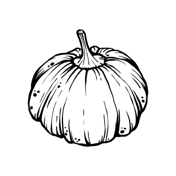 Pumpkin Vector Engraving Sketch Autumn Holidays — Vector de stock