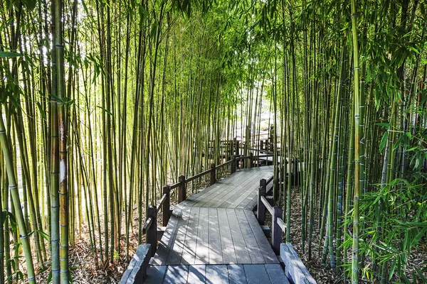 Jardim de bambu — Fotografia de Stock