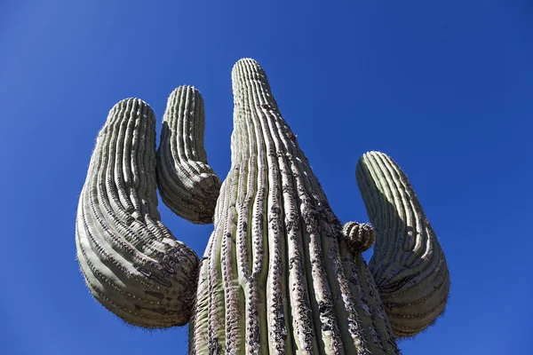 Cactus géant — Photo