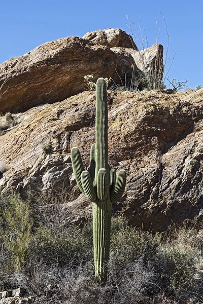 Paysages de cactus — Photo
