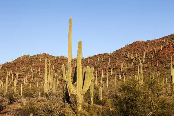 Kaktus lasu — Zdjęcie stockowe