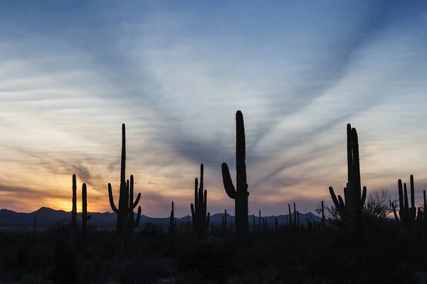 Bosque de cactus al atardecer — Foto de Stock