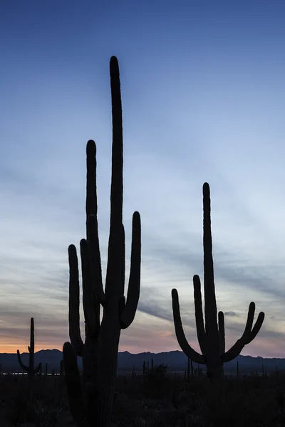 Forêt de cactus au coucher du soleil — Photo