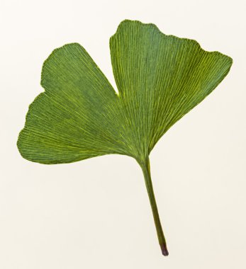 Ginkgo biloba yaprağı