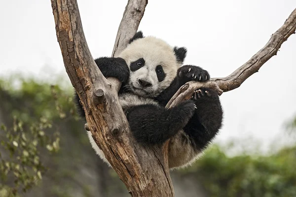 Baby панда — стокове фото