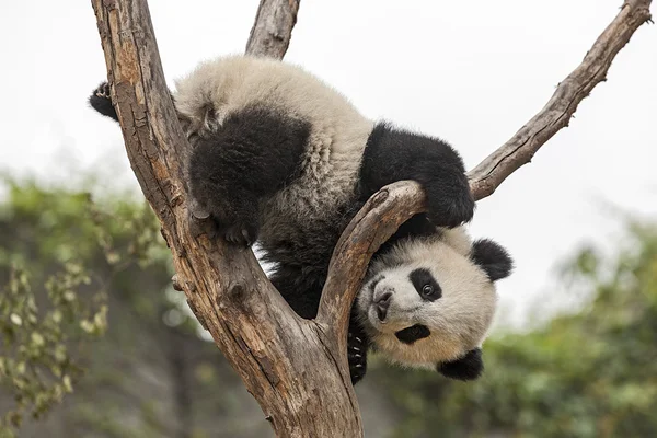 Baby panda — Stockfoto