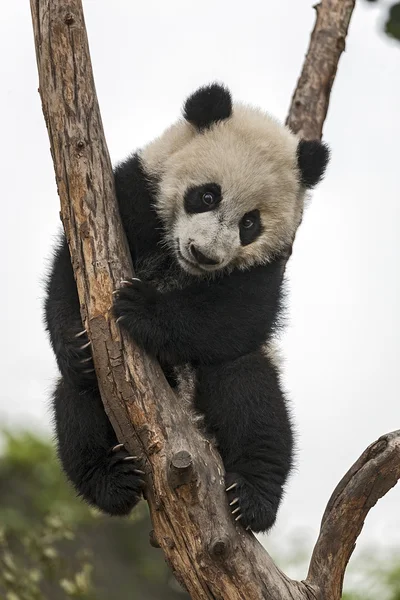 Panda bébé Images De Stock Libres De Droits