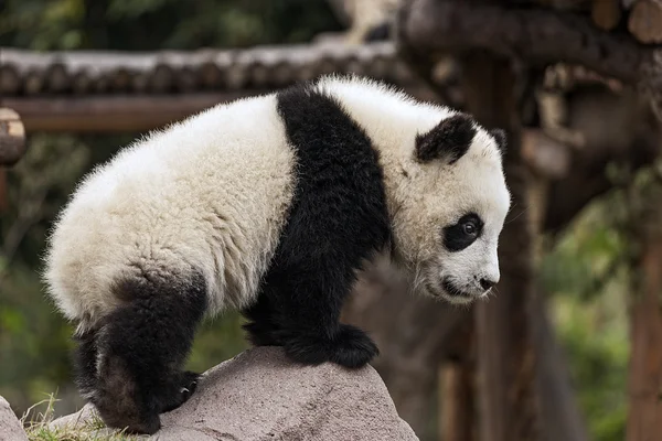 Giovane panda — Foto Stock