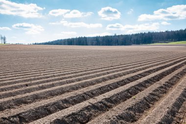 Verimli topraklar ve arka planda yeşil orman büyük kahverengi alanları