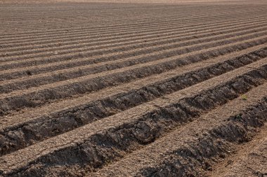 Verimli topraklar ve arka planda yeşil orman büyük kahverengi alanları