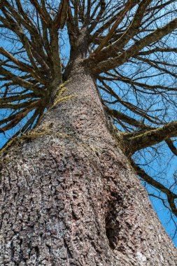 Aşağıdan yukarıya dalları olan yaşlı ve yüksek bir ağaç.