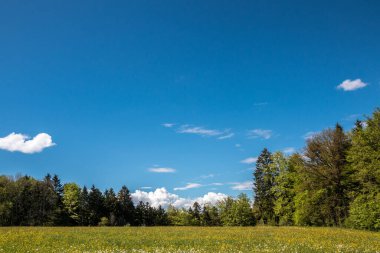Çiçek tarlaları, çayırlar ve arka plandaki orman.