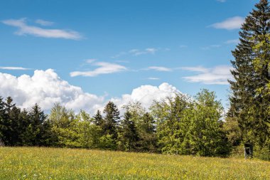 Çiçek tarlaları, çayırlar ve arka plandaki orman.