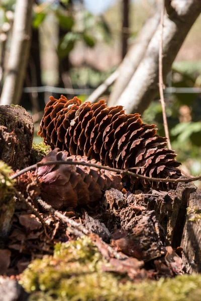 Grands Cônes Sapin Brun Sur Sol Mousseux Forêt — Photo