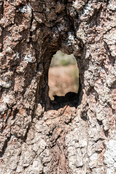 Loch Durch Einen Baumstamm Eines Alten Baumes — Stockfoto