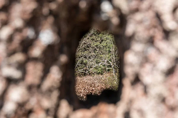 Hål Genom Trädstam Ett Gammalt Träd — Stockfoto