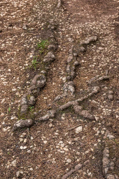 Raíces Silvestres Suelo Del Bosque — Foto de Stock