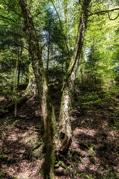 Старое Дерево Форме Буквы Середине Леса — стоковое фото