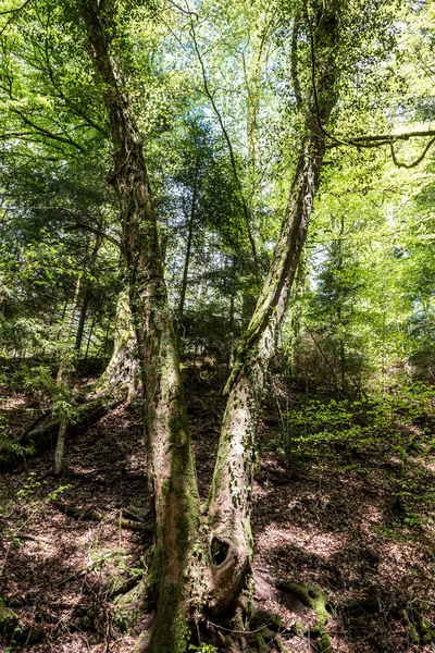 Vecchio Albero Forma Lettera Mezzo Alla Foresta — Foto Stock