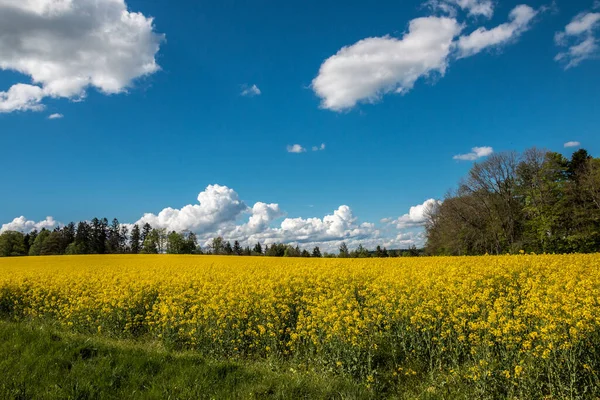 Grandes Campos Verdes Tierra Fértil Flores Amarillas Colza Cielo Azul — Foto de Stock