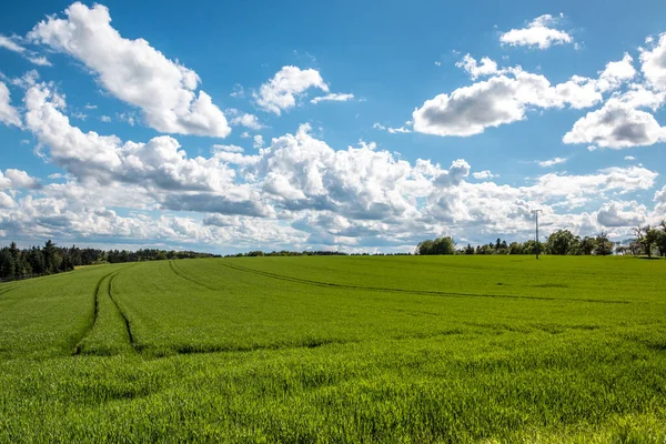 Grote Groene Velden Van Vruchtbare Grond Groen Graan Blauwe Lucht — Stockfoto