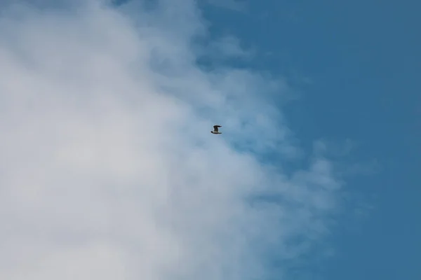 Fliegendes Meer Mew Wolkenverhangenen Blauen Himmel — Stockfoto