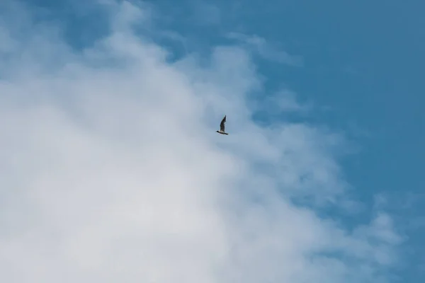 Летающее Море Мяукает Облачном Голубом Небе — стоковое фото