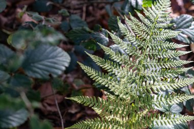 Renkli sonbahar ormanının ortasında yeşil eğreltiotu