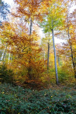 Sonbahar ormanının ortasında renkli ağaçlar