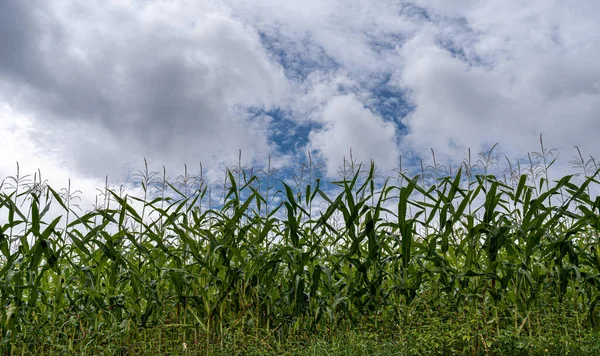Büyük yeşil mısır tarlası ve bulutlu gökyüzü