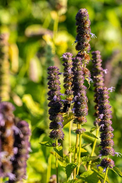 Bumblebee Viol Blomma Fältet — Stockfoto