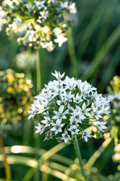 Květina Mnoha Bílými Květy Zeleném Poli — Stock fotografie