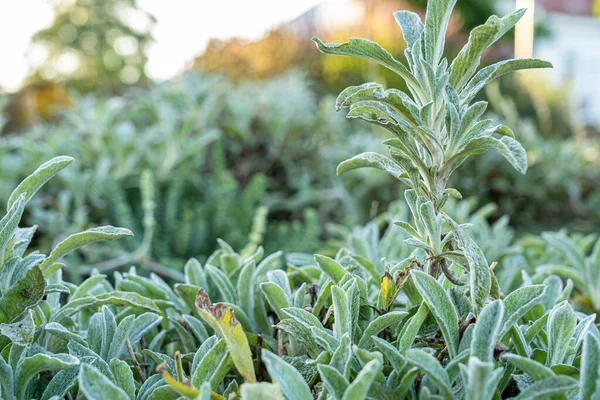 Sabrosa Hierba Verde Del Jardín Hierbas —  Fotos de Stock