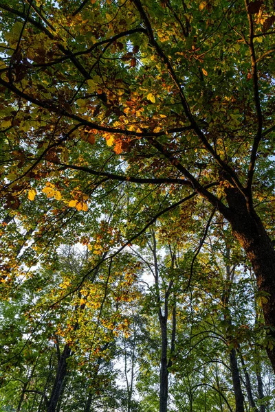 Folhas Coloridas Uma Árvore Dentro Floresta Outono — Fotografia de Stock