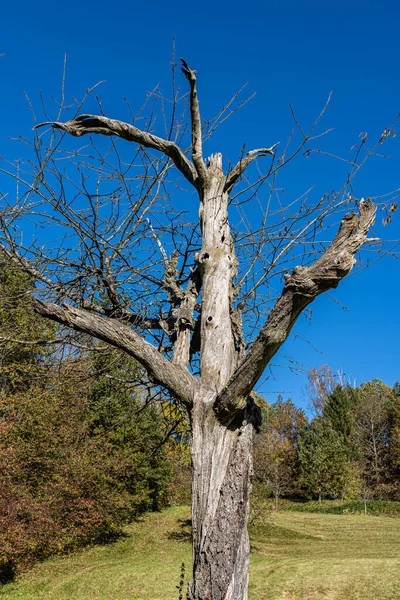 Yalnız Yaşlı Ölü Bir Ağaç Yeşil Çayırda — Stok fotoğraf