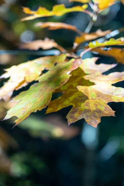 Bunte Blätter Einem Baum Herbstlichen Wald — Stockfoto